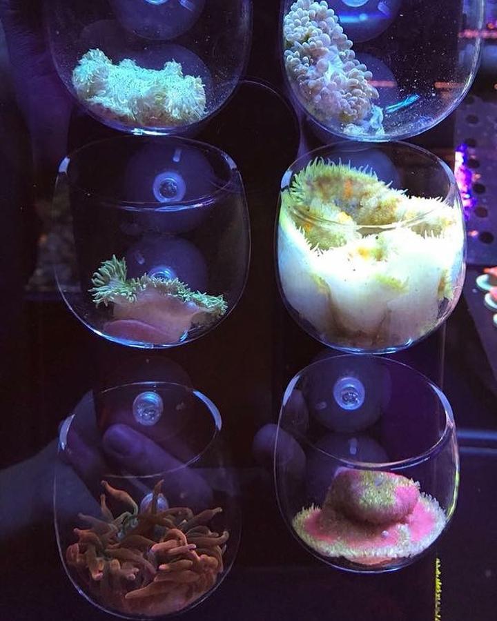 The Coral Tamer
