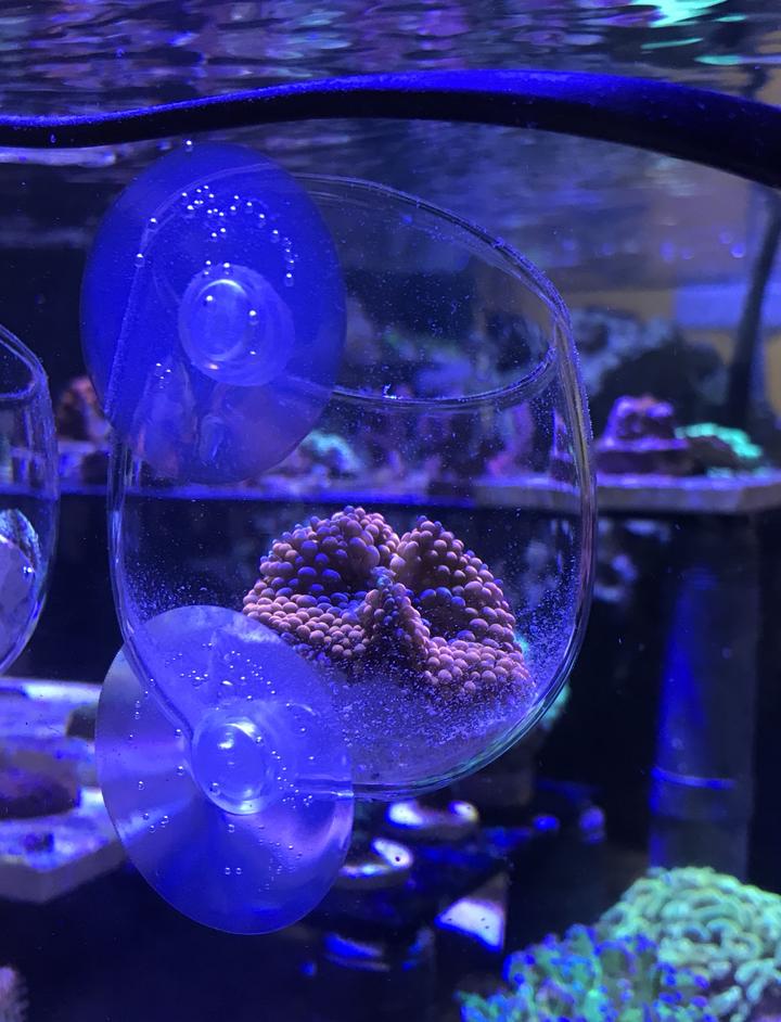The Coral Tamer