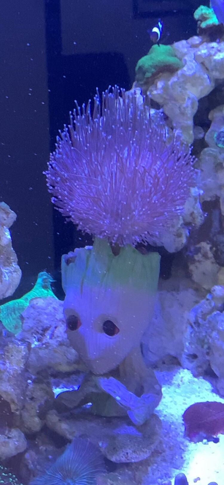 GROOT