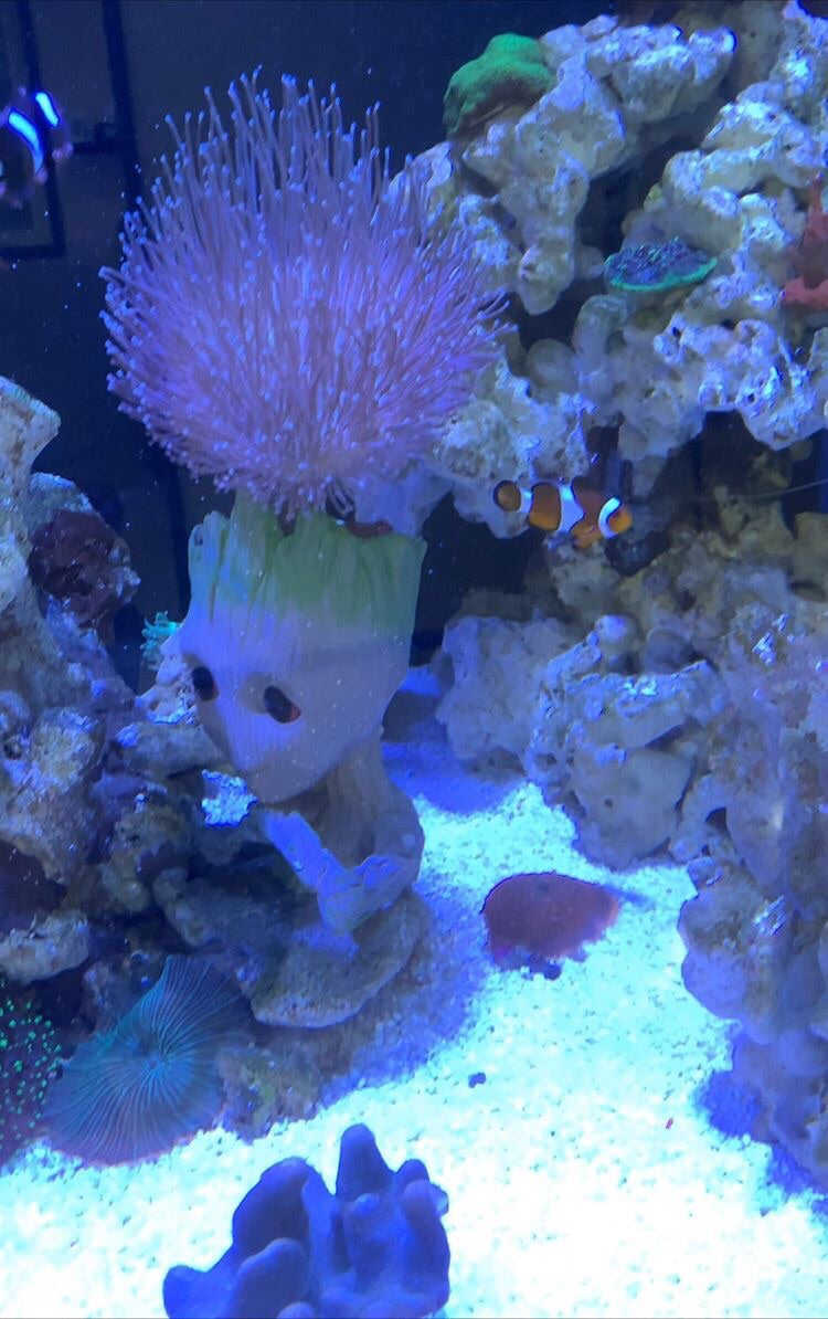 GROOT