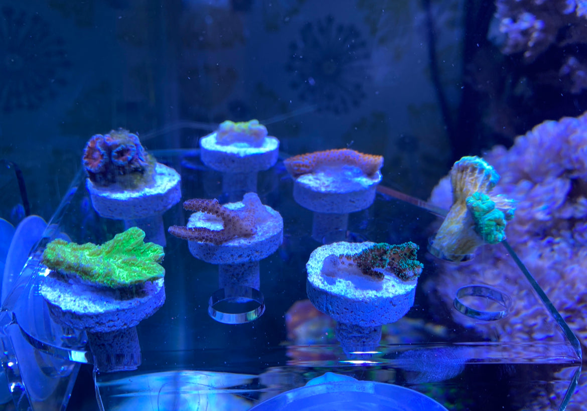 13 Plug Corner Frag Rack