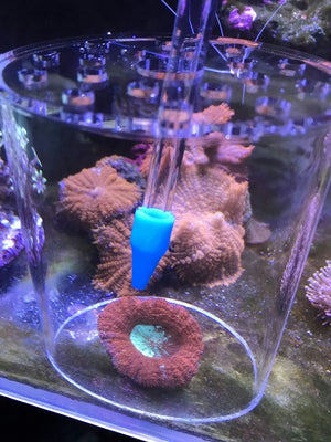 Coral Feeder